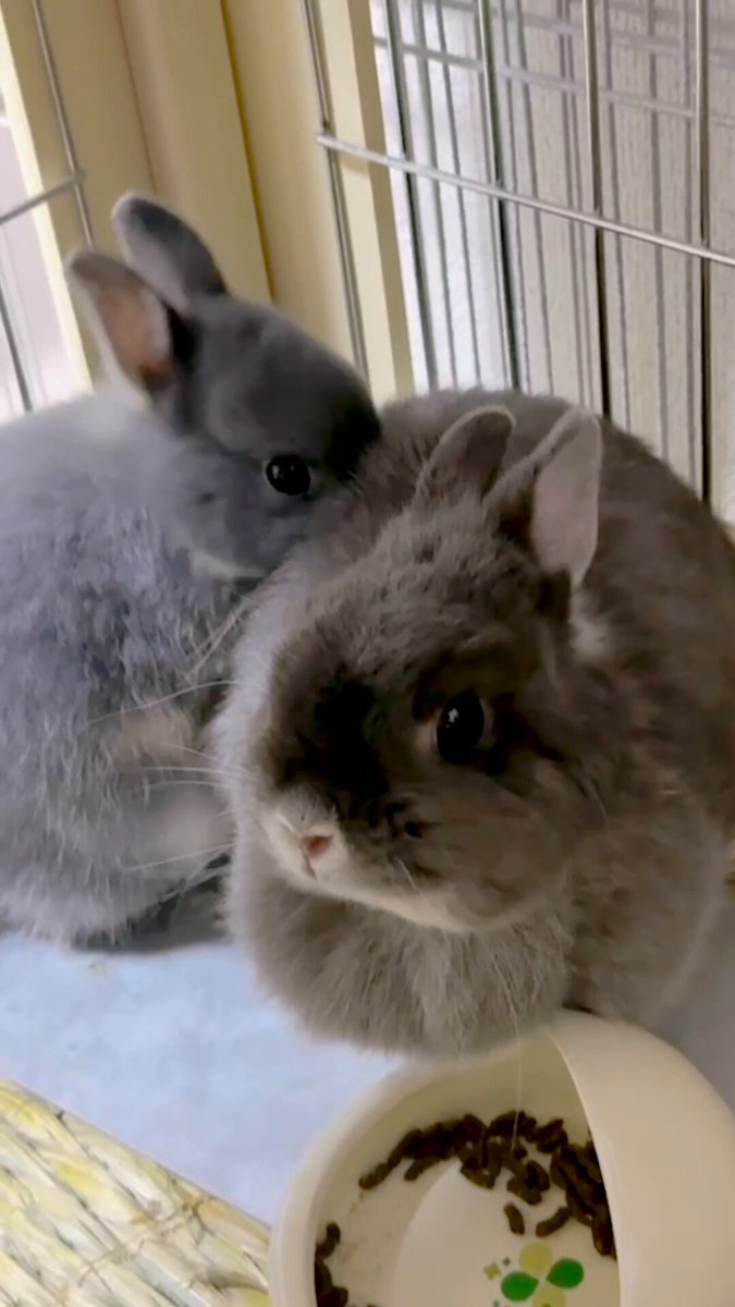 うさぎりんページ うさぎの凛ちゃんねる - YouTube