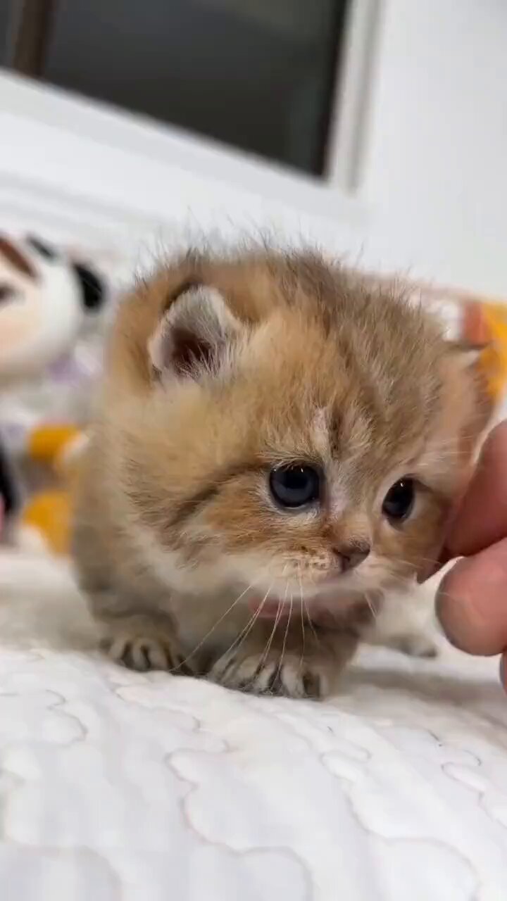 こねこ図鑑 on X: 