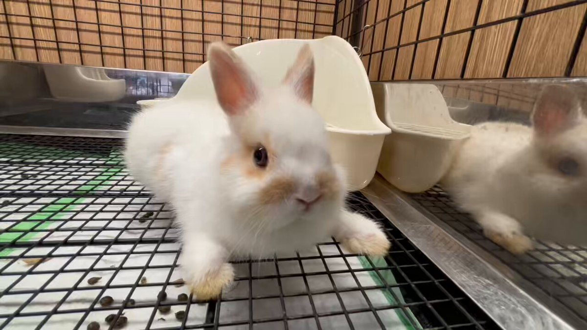 お客様確認ページ　　濃いラベンダー兎ちゃん うさぎのしっぽ洗足店 on X: 