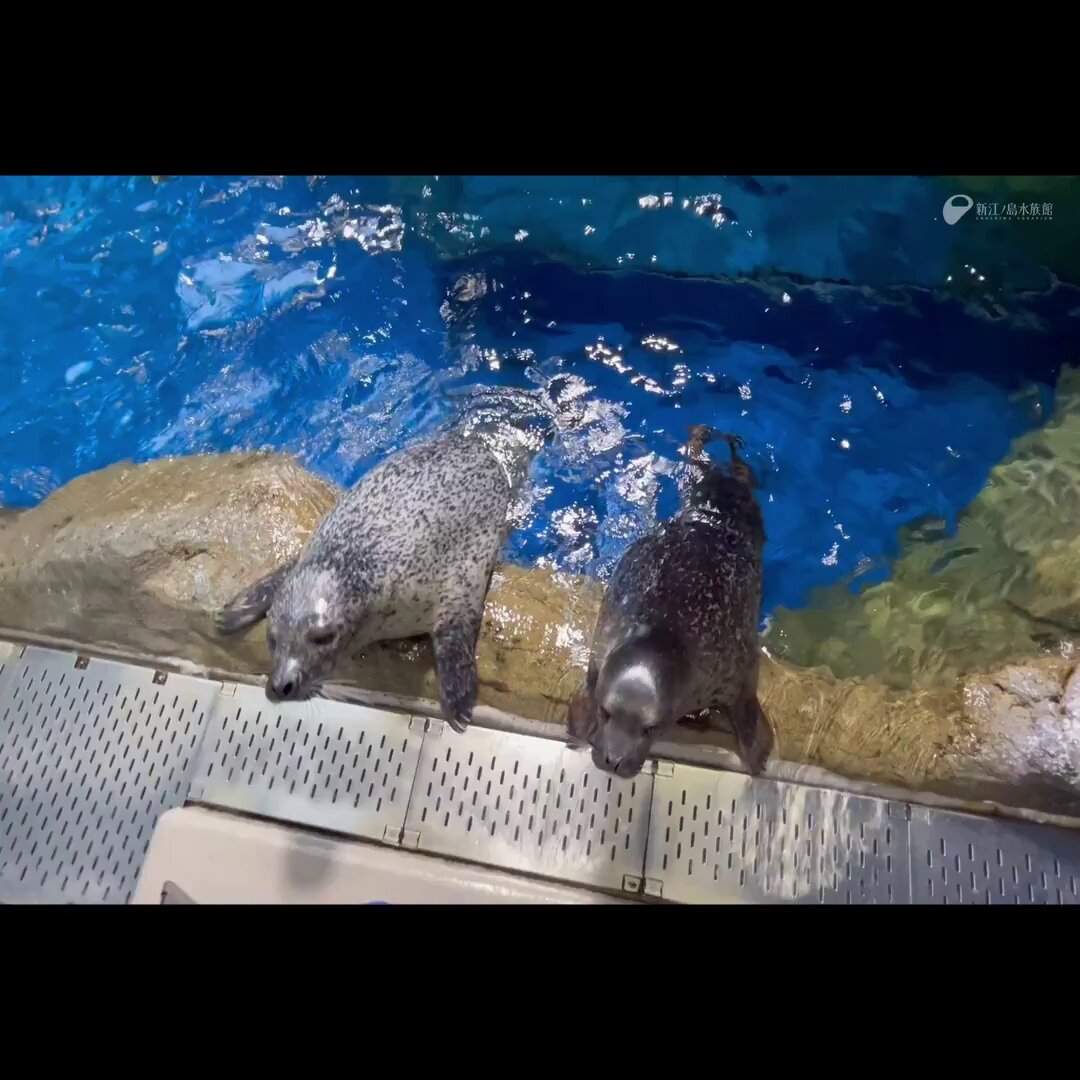 新江ノ島水族館 (@enosui_com) / X