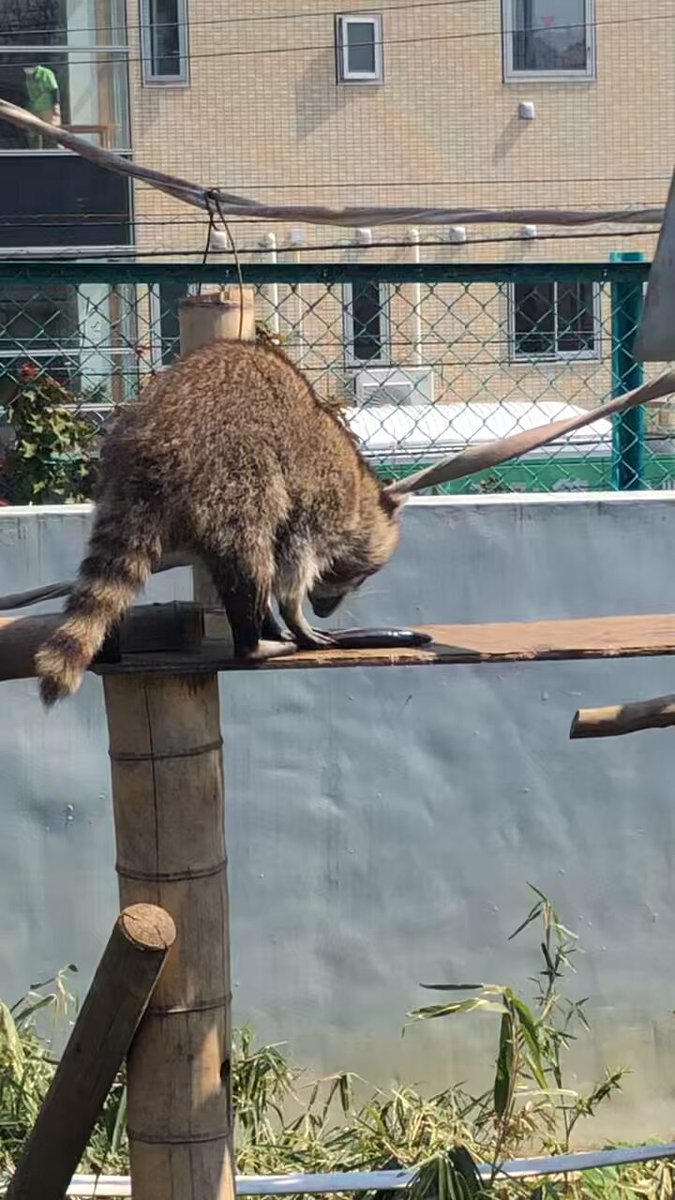 たぬきのポン狸仔狸巣 Tanuki-Pon