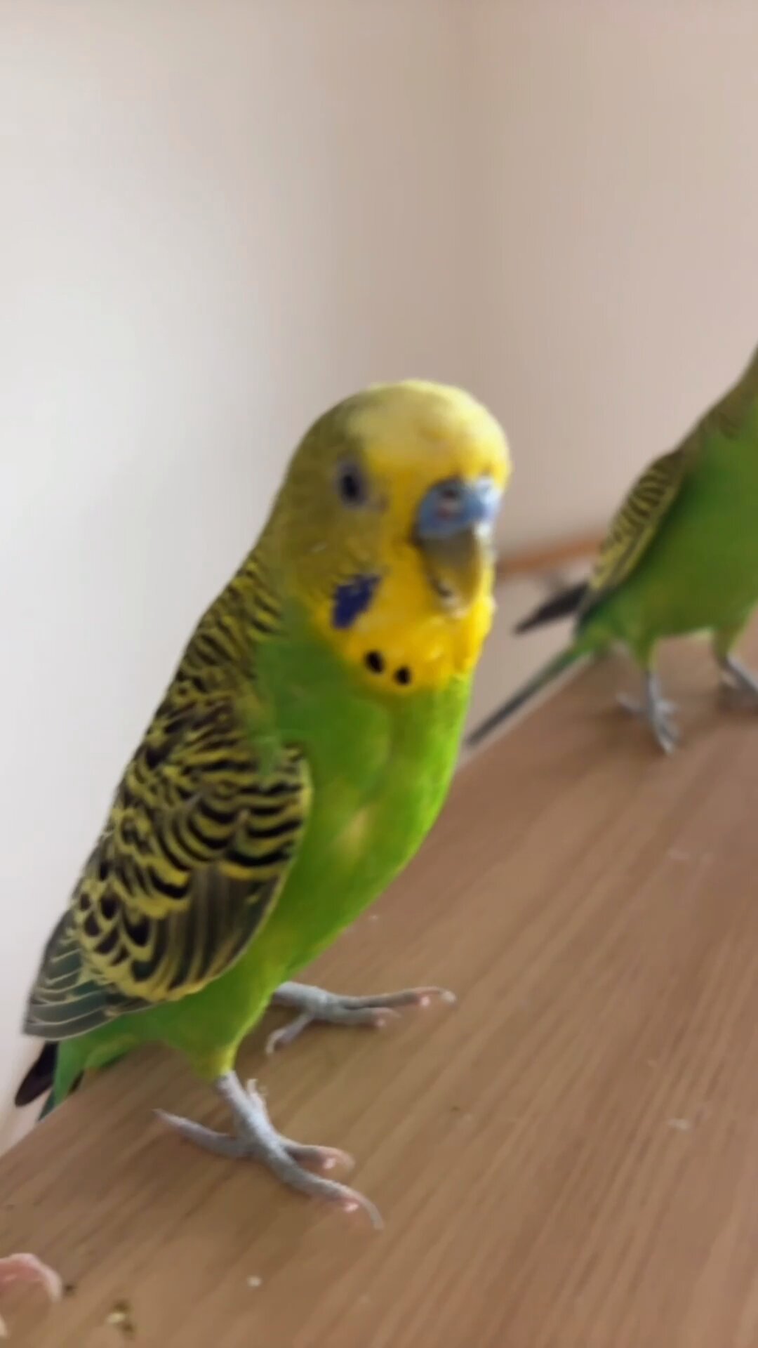 ◆インコ◆ みーちゃん on X: 