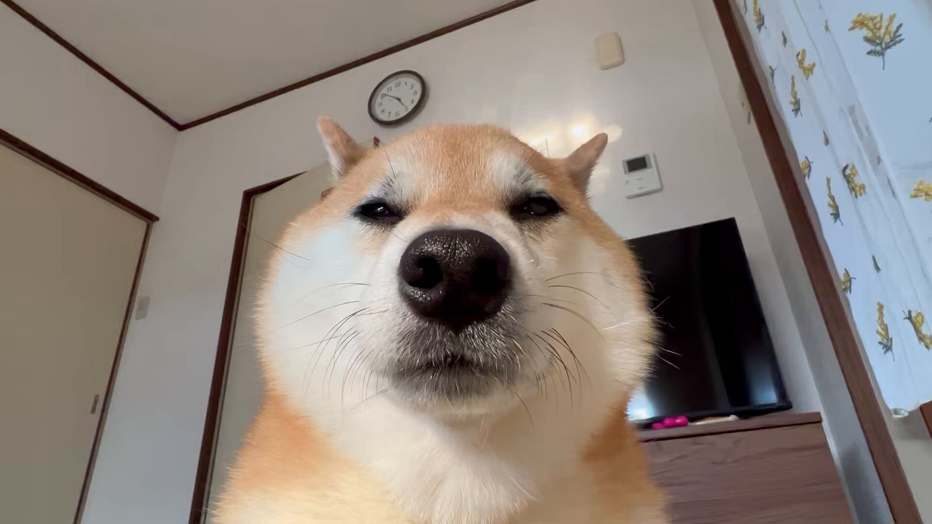 柴犬ふう太 on X: 