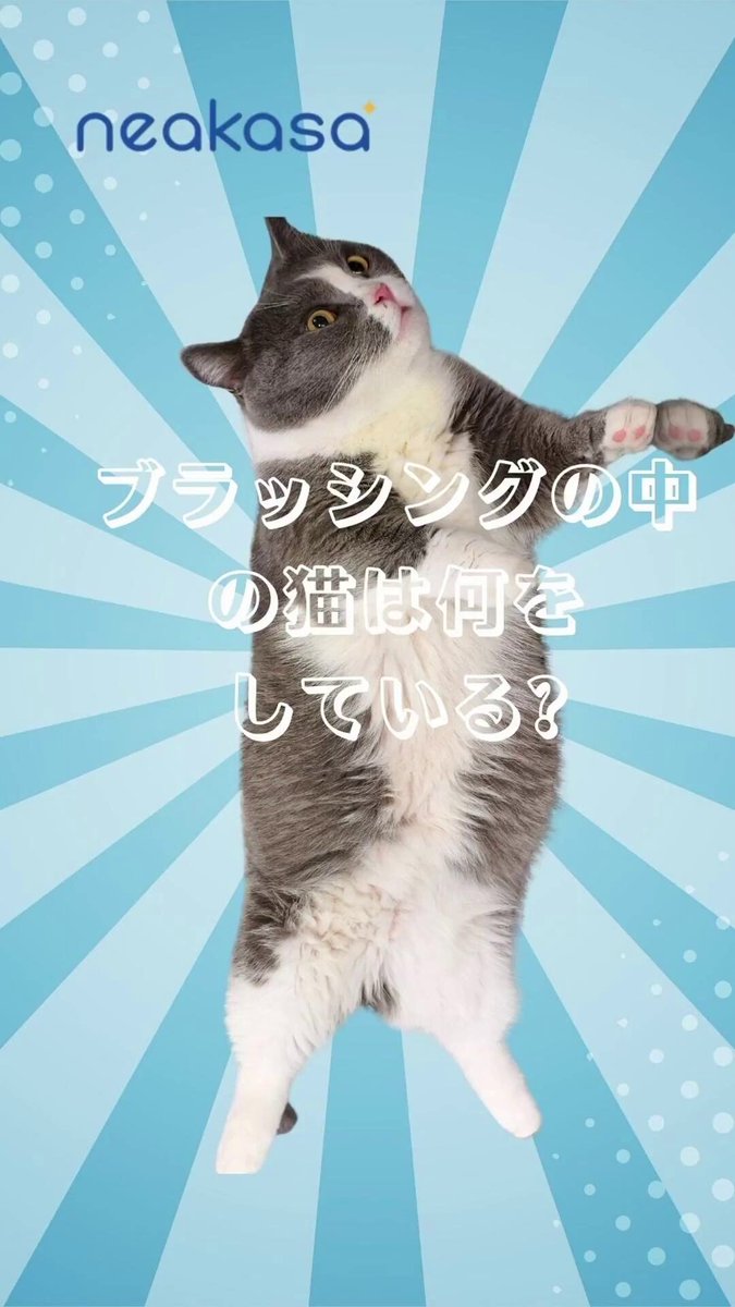 おまとめ中　ジャンピング猫　　　　　　　　　　蓄光猫 おまとめ中 ジャンピング猫 蓄光猫