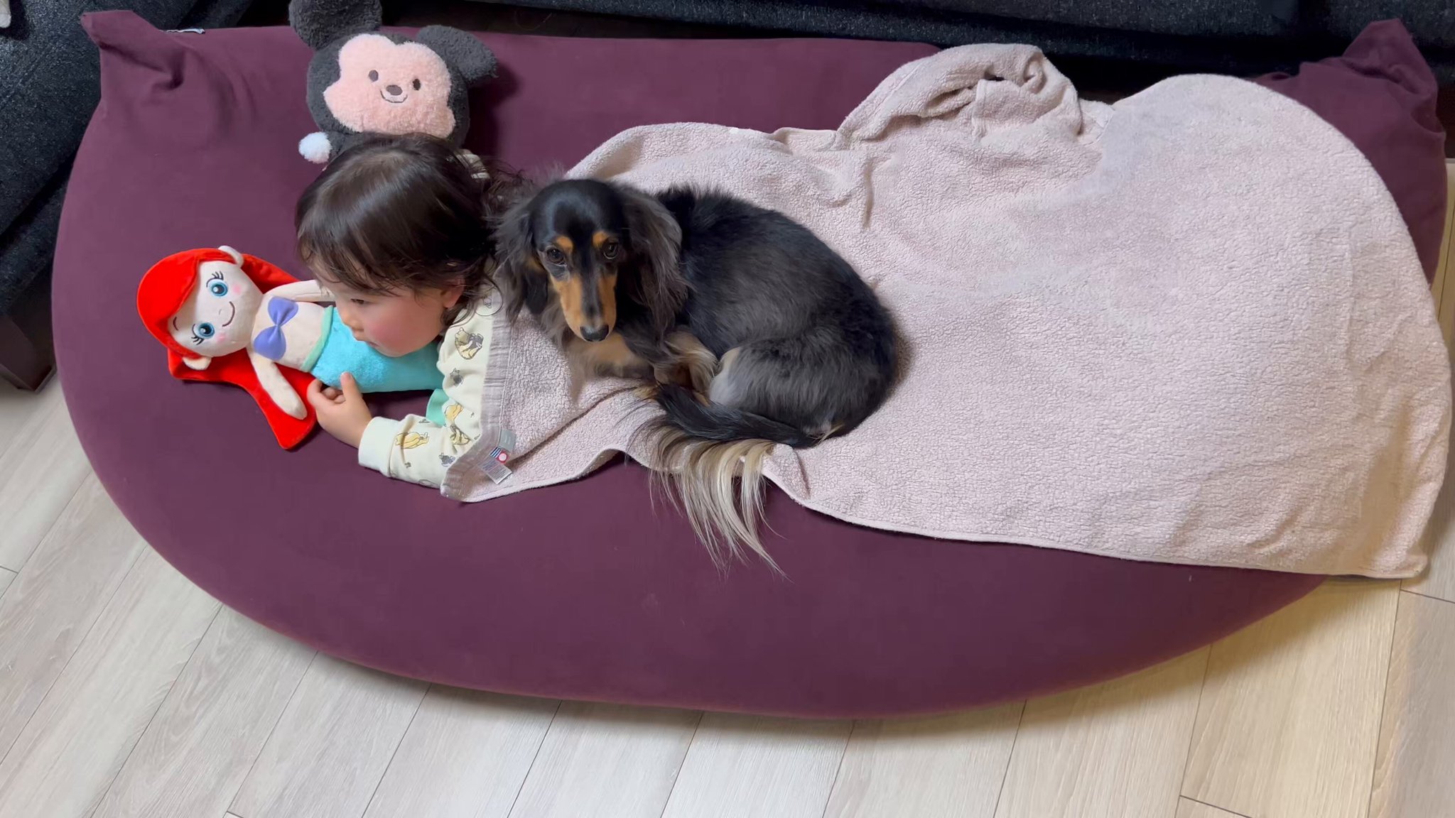 こうちゃん家】ダックス、ダックス、ときどきゴールデン on X