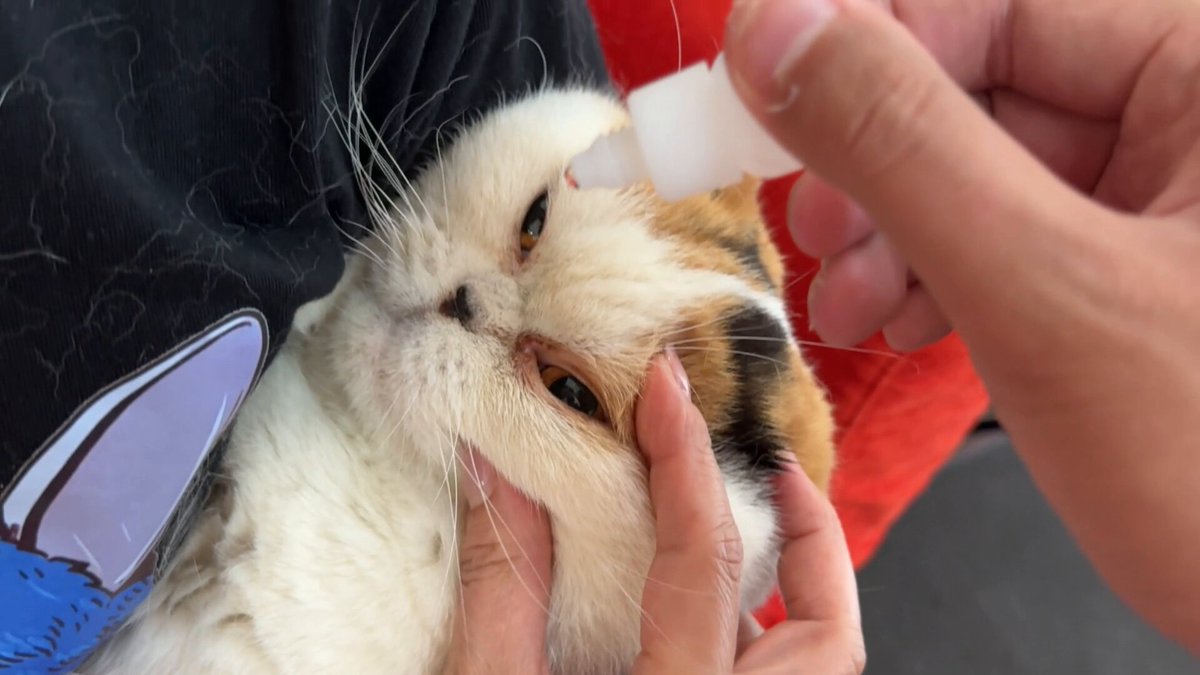 猫は液体 on X: 