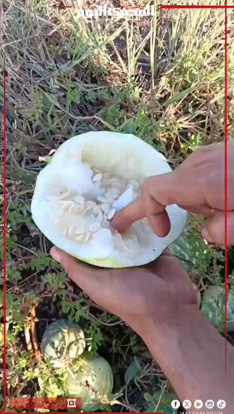"ملك التسالي".. اللب السوبر يزين حقول كفر الشيخ وفرحة المزارعين قبل الحصاد بساعات. تصوير أحمد داود 