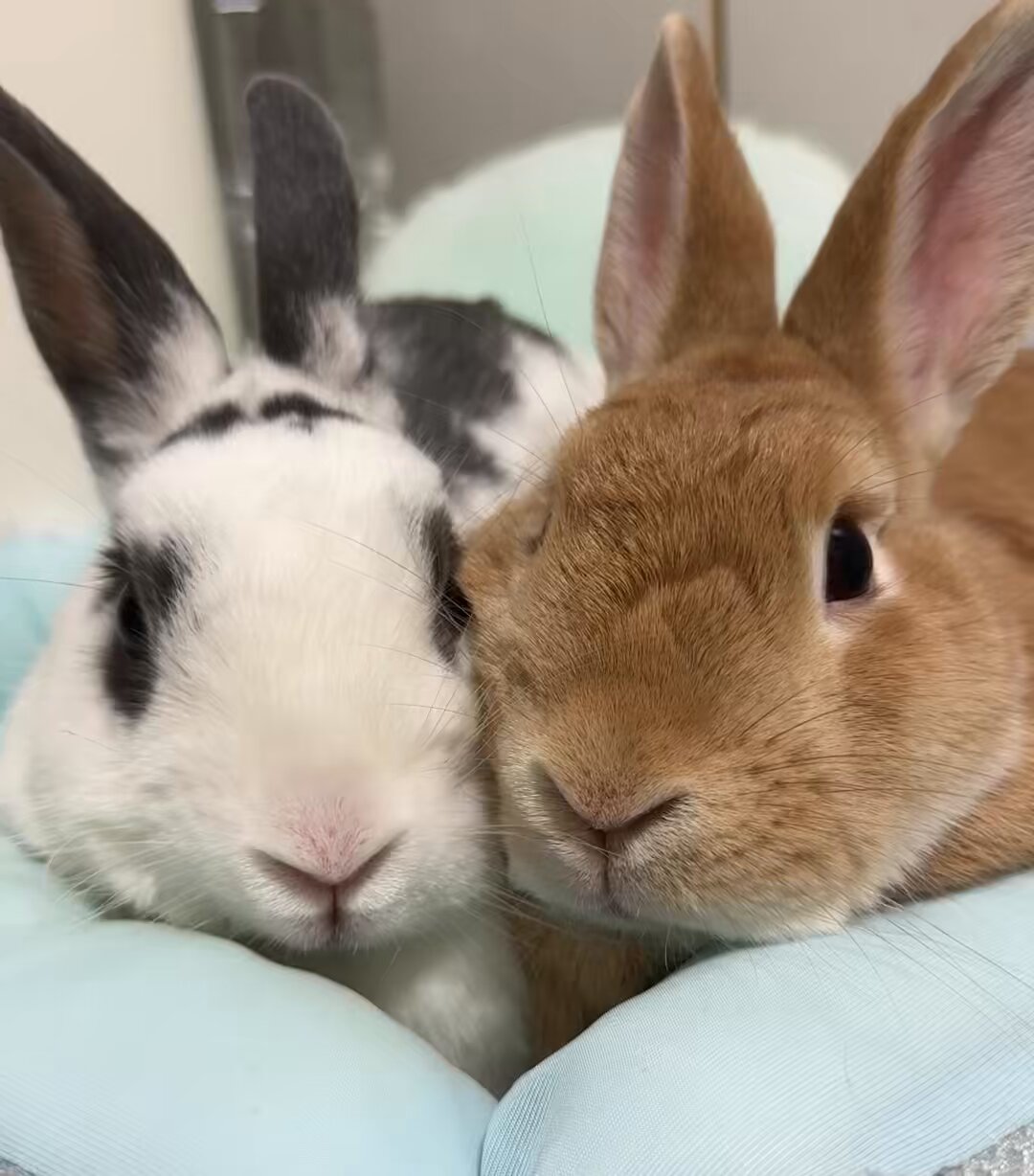 もちうさ♡‬ おもち (@omochi20210117) • Instagram photos and videos