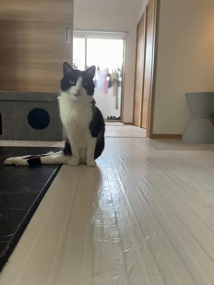 ねこハチ様 楽天市場】ねこ肯定感 抱きまくら Mサイズ みけねこのさんま