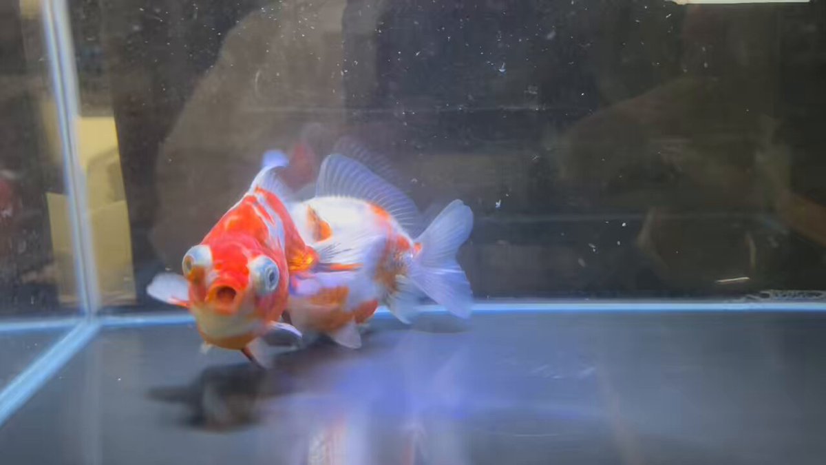 金魚の倉庫 on X: 