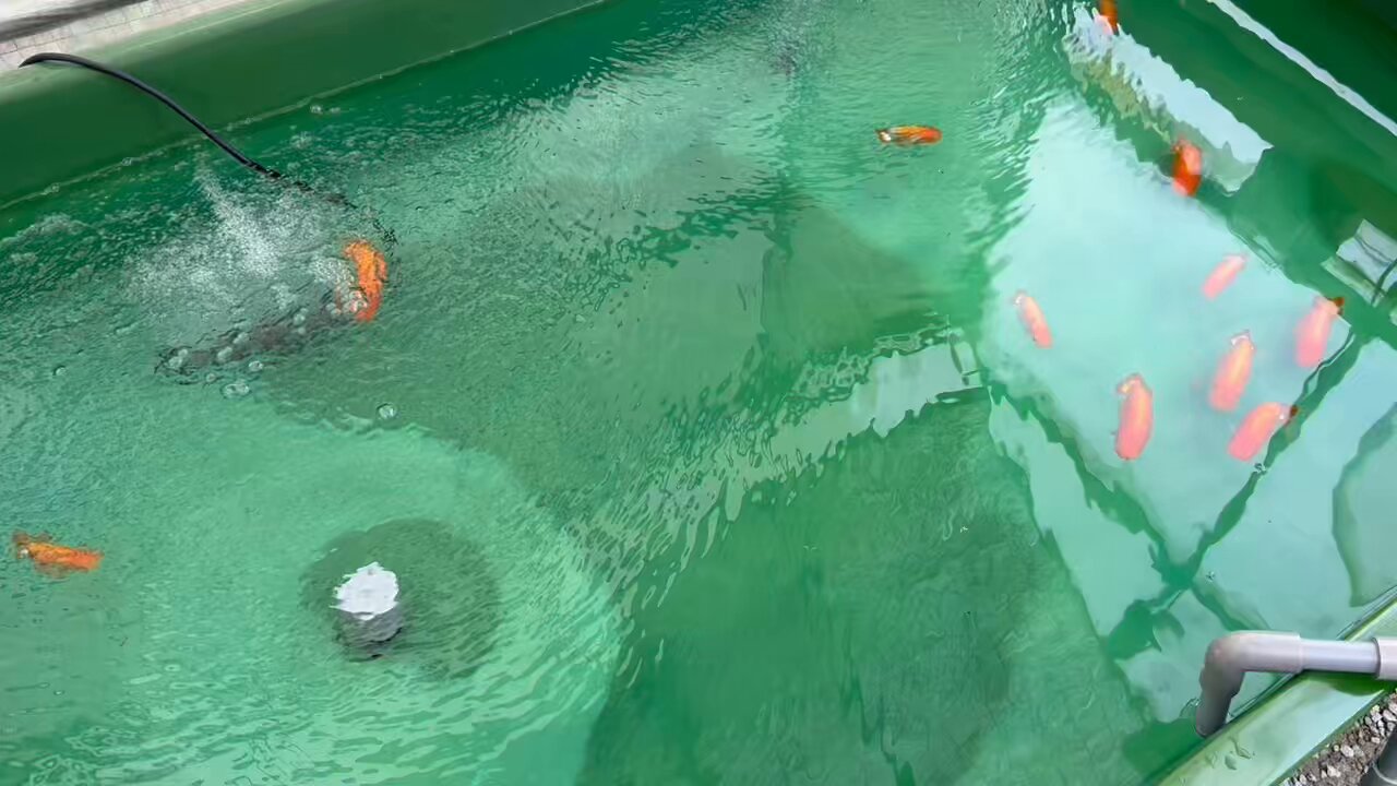金魚 - Search / X