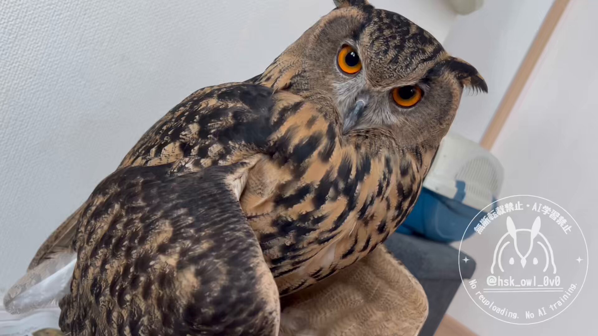 momozuku (@hsk_owl_0v0) / X