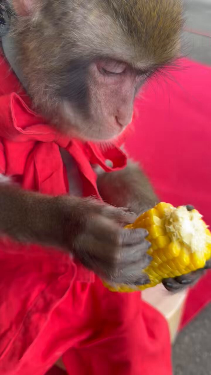 OSARUNOMORI (@king_of_monkey1) / X