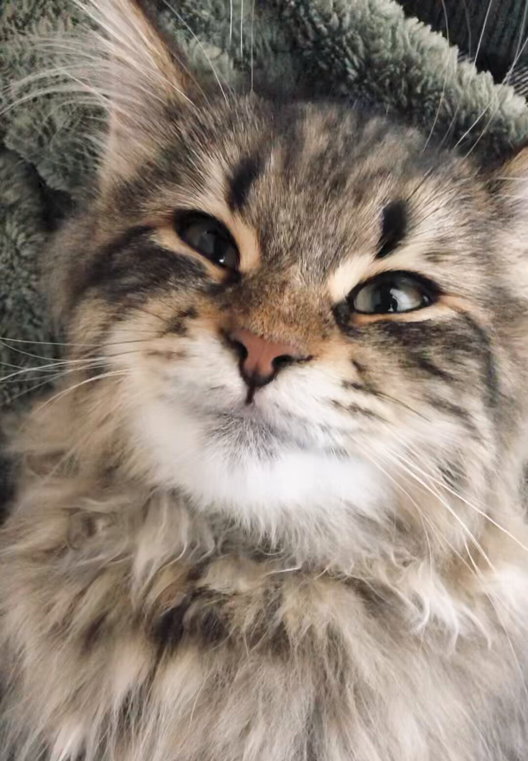 ☆ヤマネコ様ご注文ページ★ 猫の合同写真展＆物販展「ねこ休み展 in 柏タカシマヤ」