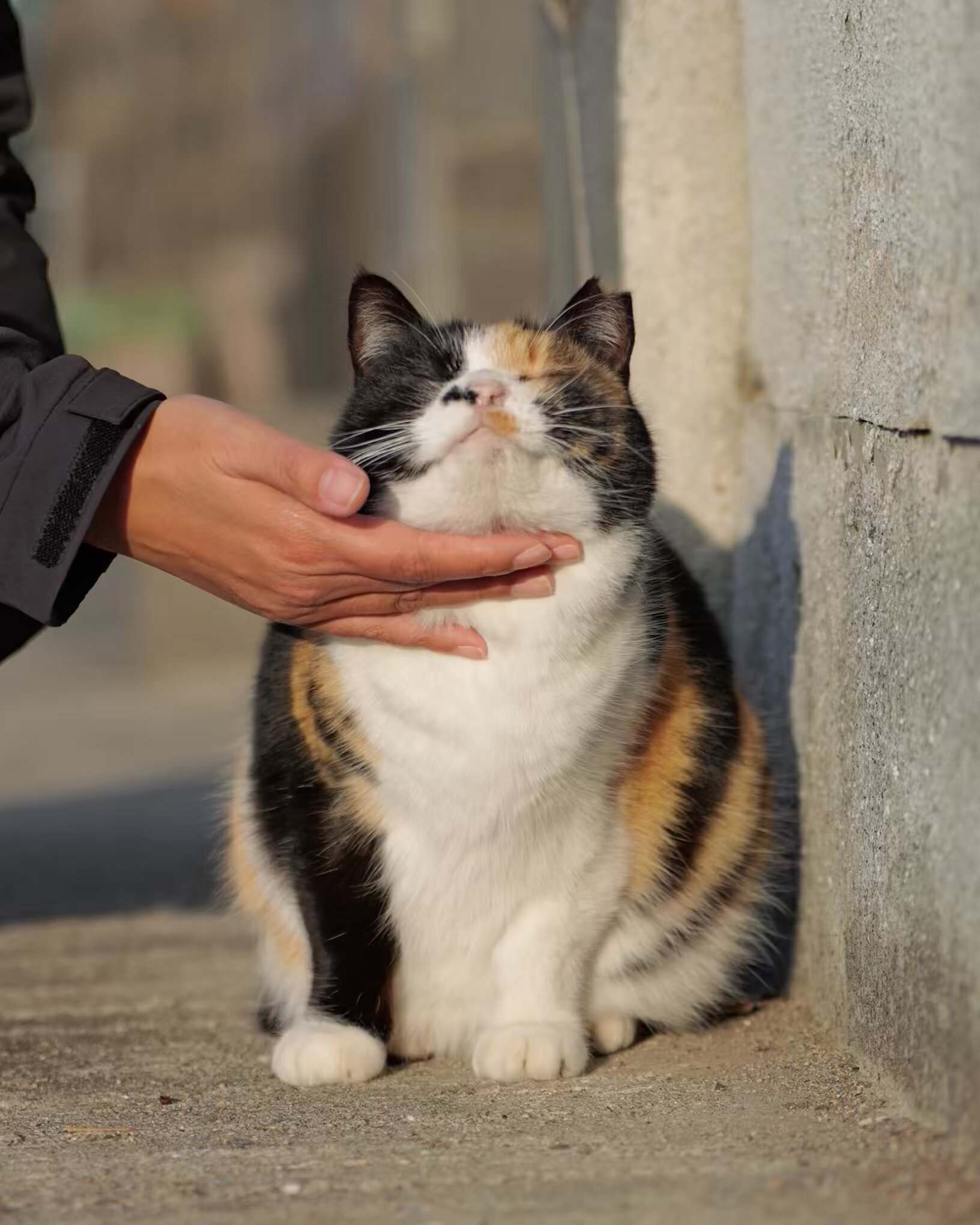 しろねこ (@shironekoo0) / X