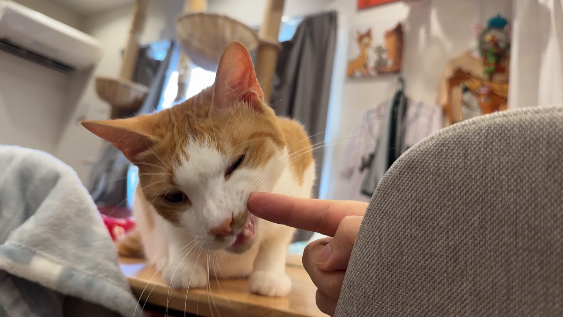 ねこづくし 卸売】iCat スクエアつめとぎ ねこづくし|ペット 猫 つめとぎ