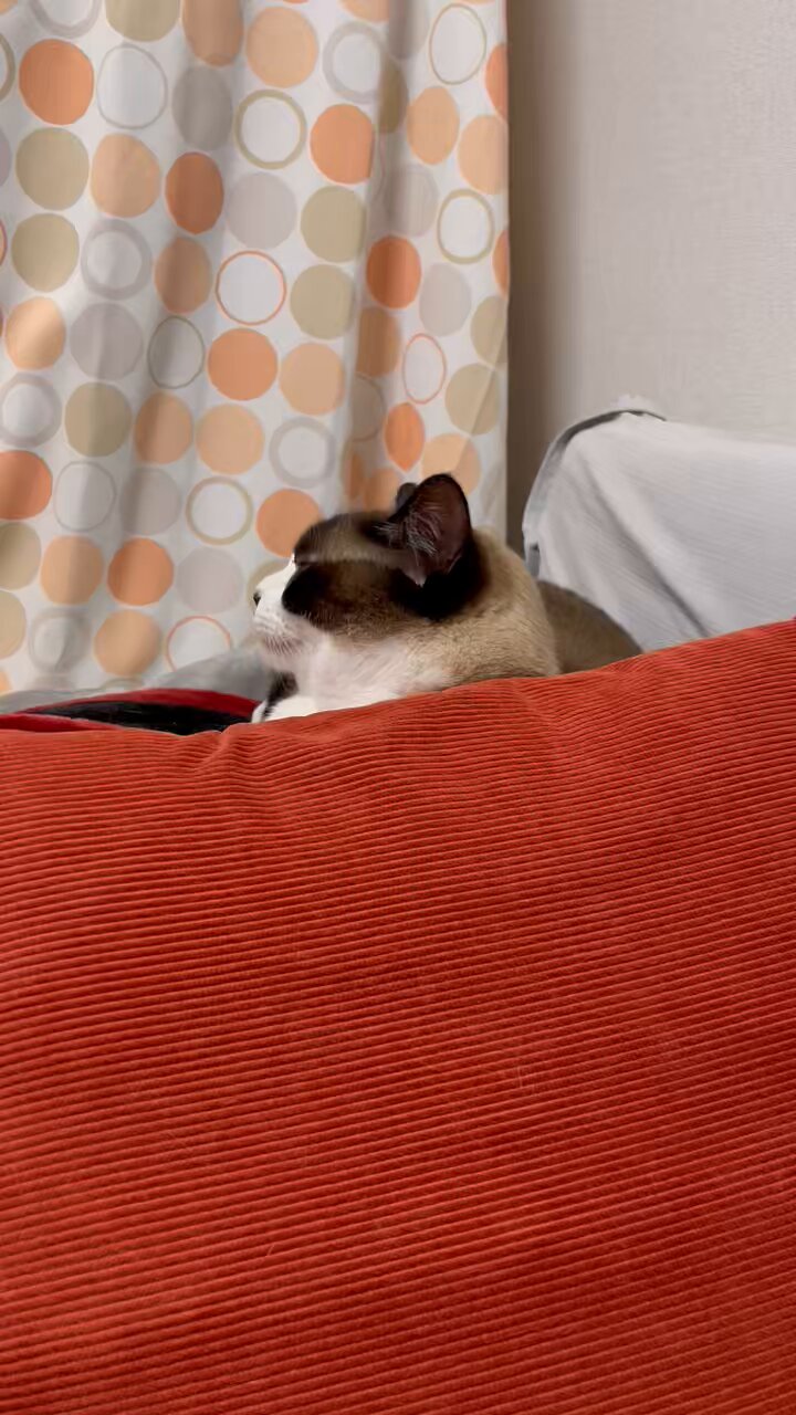 たぬき猫様 ざきお on X: 