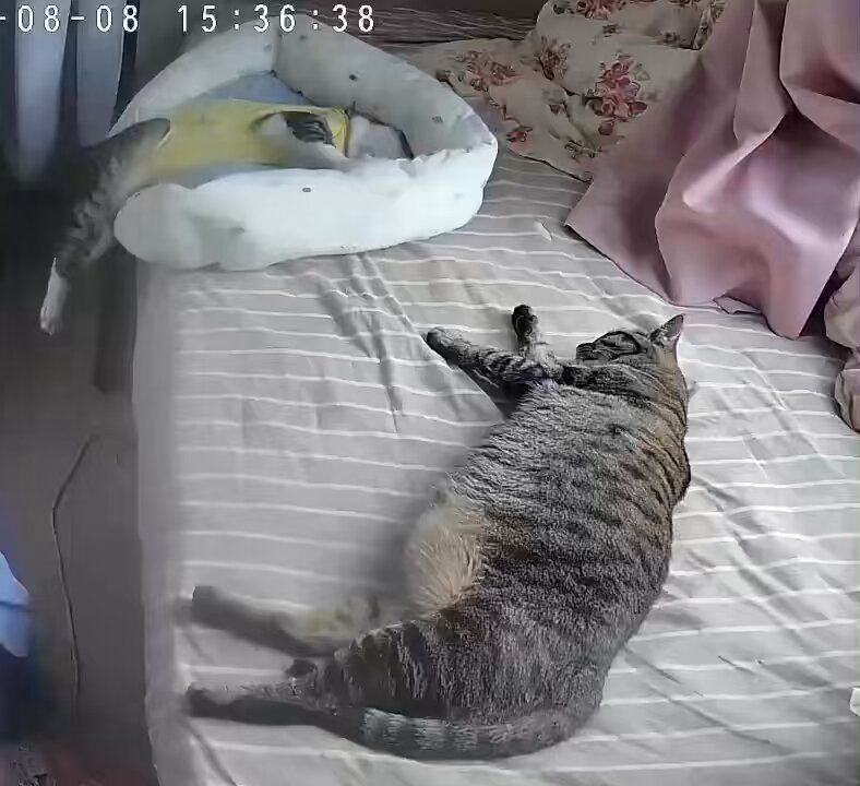 ★猫屋敷です★ GWZ024qWkAAXEF-.jpg