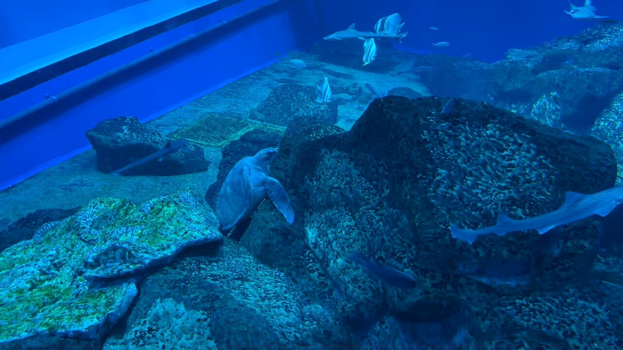 海洋堂 アクアランド ウシバナトビエイ アクアワールド茨城県大洗水族館 on X: 