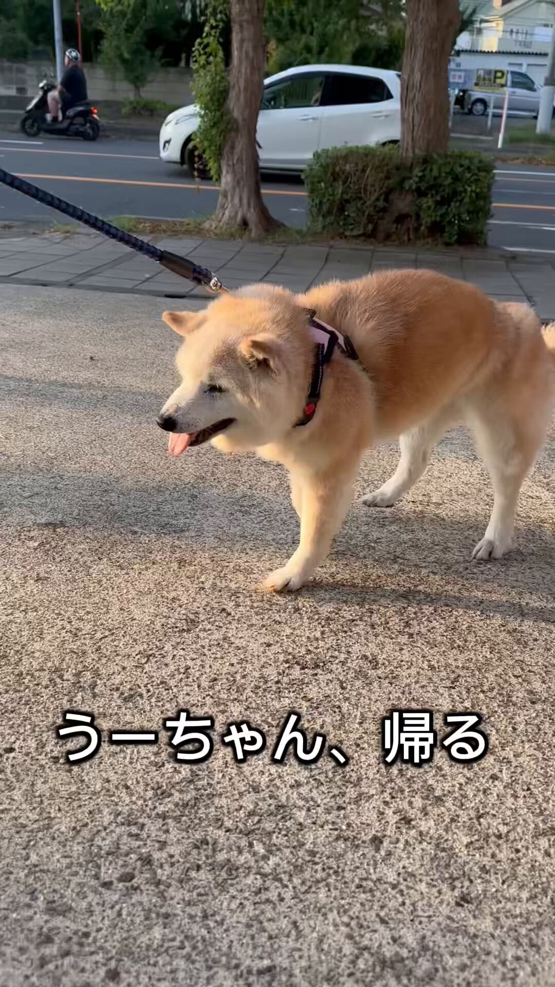 柴犬うーちゃんのしあわせ散歩】老犬ホーム・ペットホテル