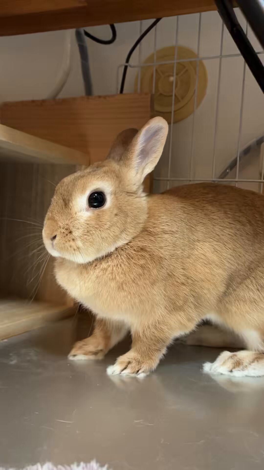 最安値のごまちゃん ゴマちゃんぬいぐるみ・フルサイズ | ゴマちゃんホンポ