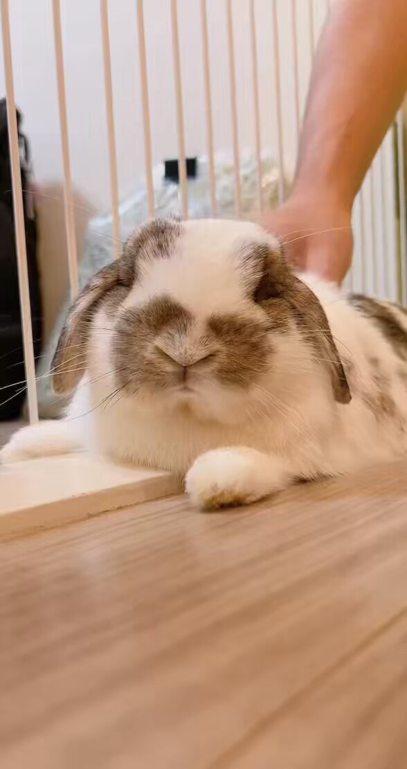 うさぎのうさじ on X: 