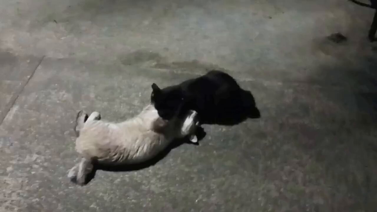 猫クロページ シナダ SHINADA ぬいぐるみ もちねこ クロ(XL) MONE-0880B