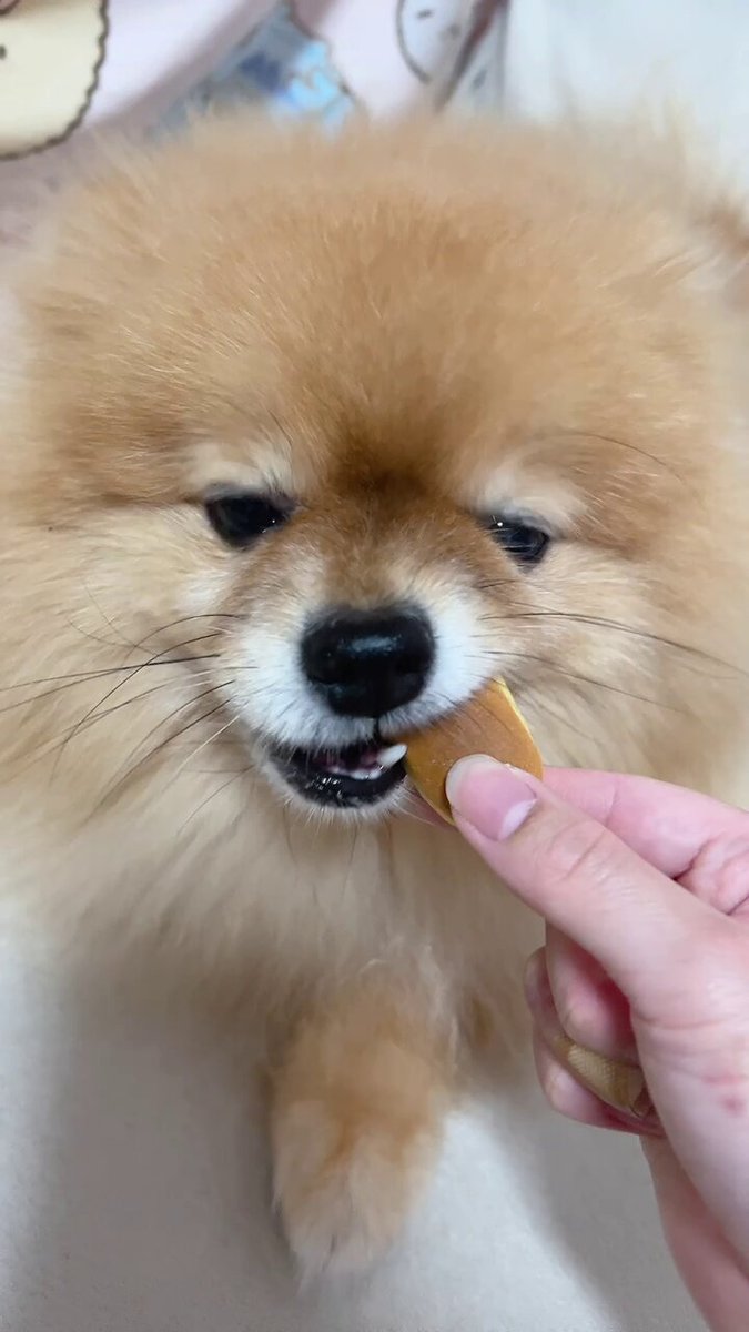 【ポメころびページ】ご予約2点おまとめ こっぺ🥖ポメラニアン on X: 