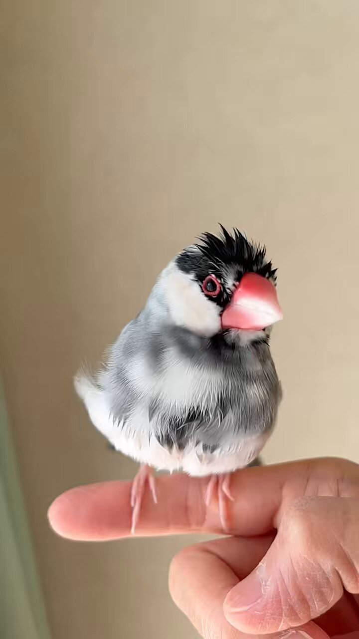 さくらんぼ❤︎⑅‪‪‪‪‪‪‪◡̈*‪‪ 様 さくらんぼ - Search / X
