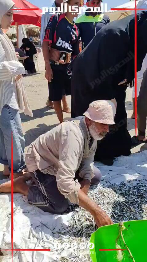 أسماك السردين تتلألأ في شباك الصيادين على شاطئ البحر ببورسعيد. تصوير: جهندا محمد 