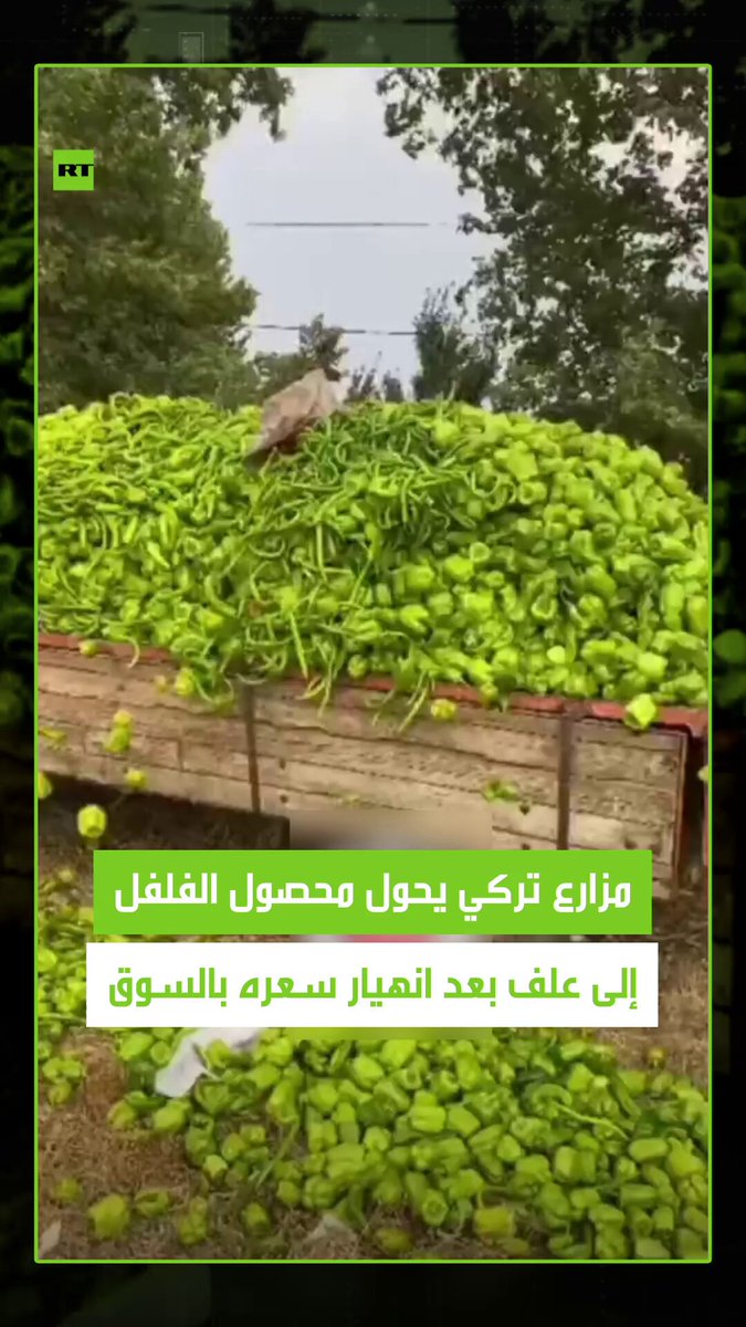 انهيار سعر الفلفل في تركيا يدفع مزارعا لتحويل المحصول إلى علف للحيوانات. #تركيا 