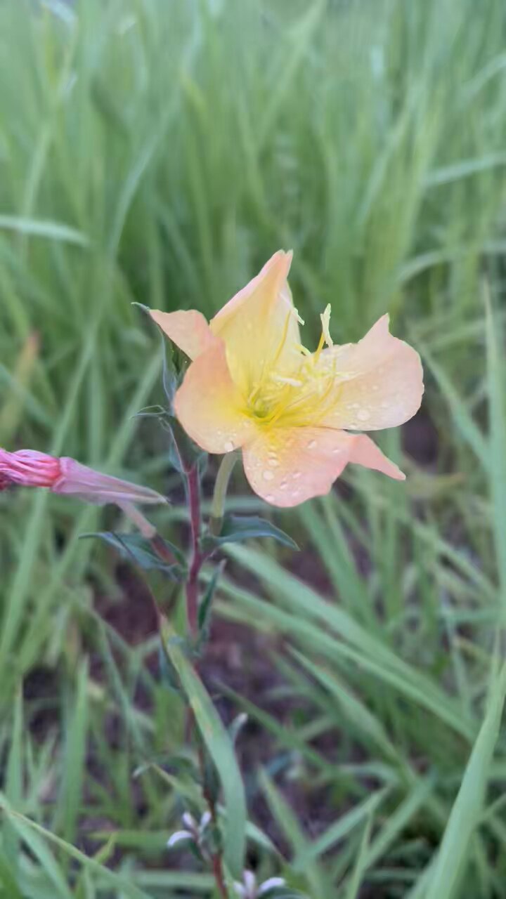 ⭐花⭐ 整形点花最高峰！ - (株)東京オーキット・ナーセリー