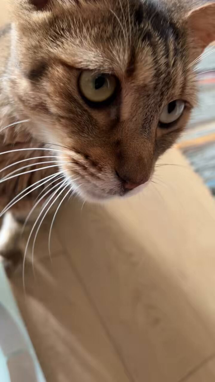 猫A 画像1 ＋ 8 画像19おまけ！　最終値下げしました！ しぃちゃん on X: 