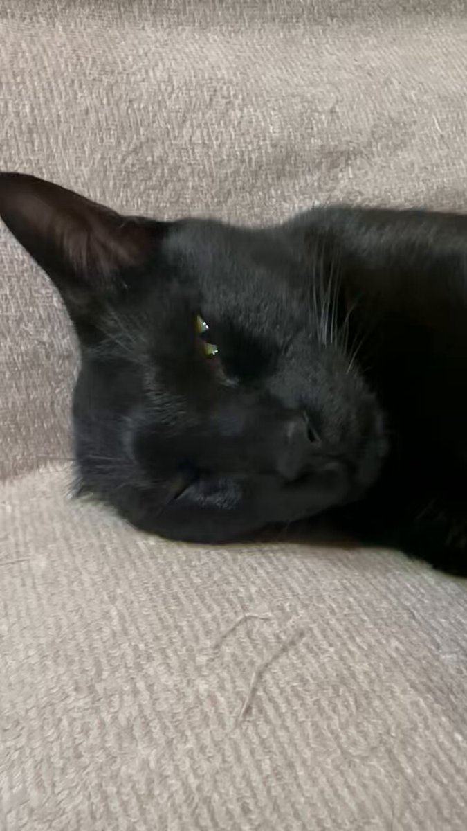 でかいぬ（ふき🐈コブシ🐈‍⬛） on X: 
