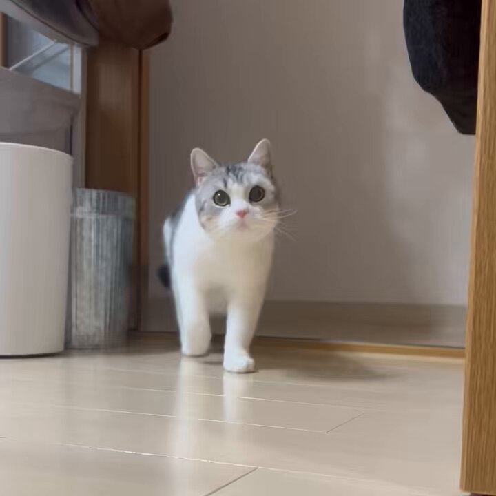 ねこ - Search / X