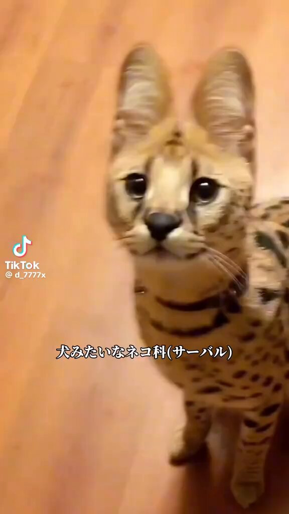 がーちゃんです ぴー strawberryちゃん♡ adidas ZX 8000 Strawberry Latte GY4648