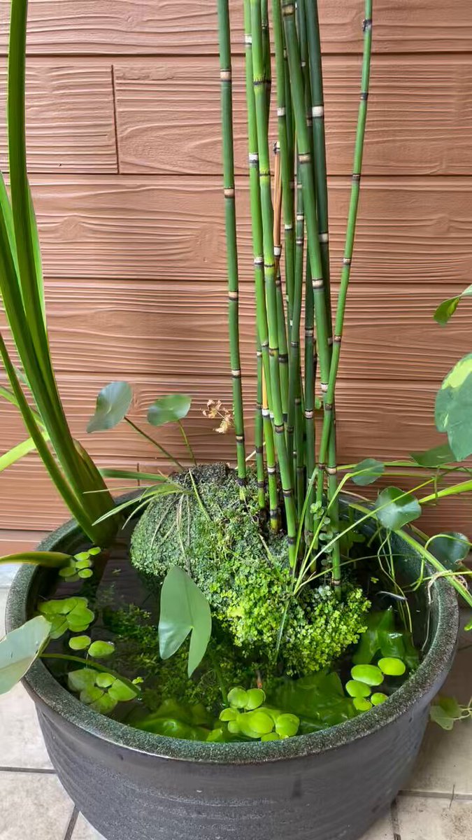 メダカビオトープ