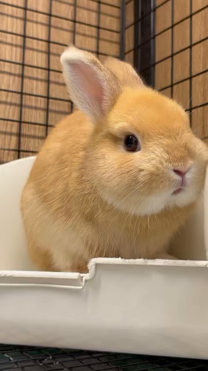専用ページです♡ チューリップ♡ミモザ♡うさぎ♡ うさぎのしっぽオリナス錦糸町店 on X: 