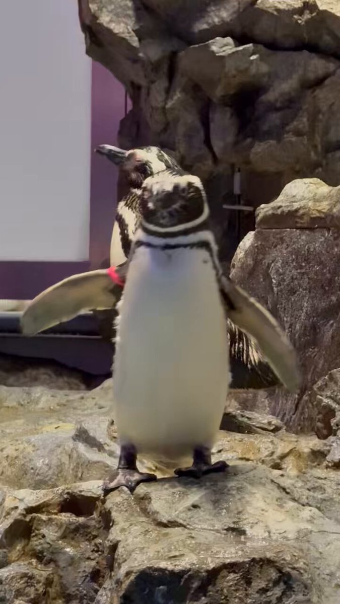 ❌水族館好き(❁ᴗ͈ˬᴗ͈)水族館の生き物 水族館の美しい生きものたち ―Aquarium Gradation―」銀鏡つかさ