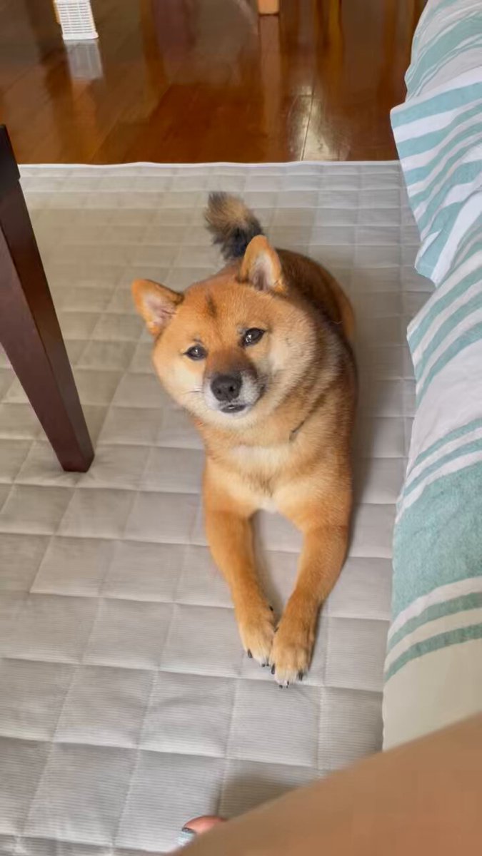 芝犬です。 Woobia ウービア 【うつぶせ柴犬】 (幅8.8cm×奥行5.3cm×高さ3.5