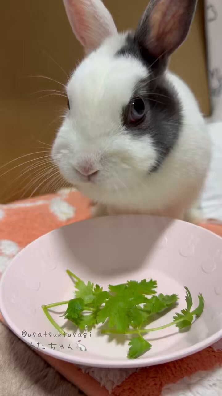 うさうさ🍒(ｵｼｬﾚな模様うたちゃん) on X: 