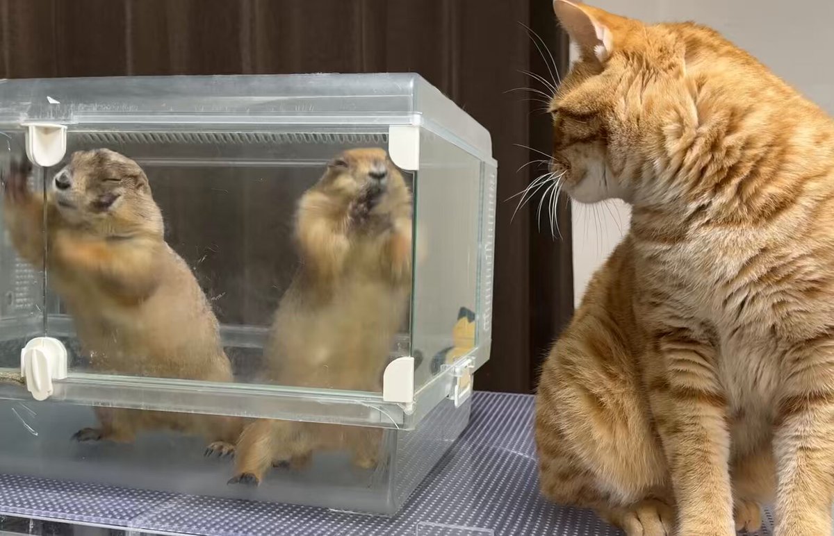 さともこさま確認ページ♡ まるまる抱っこでスクワット . ｢赤ちゃんを抱っこしても泣きや
