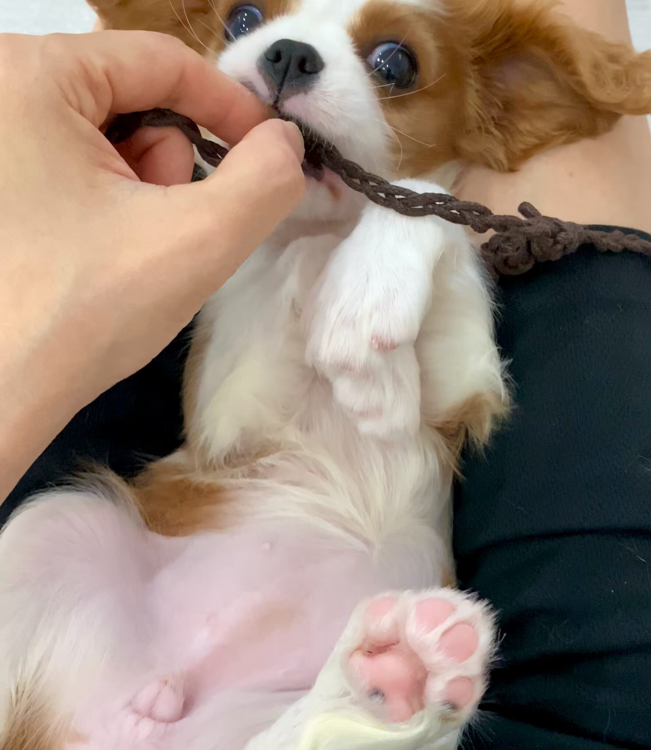 びび丸•*¨*•.¸♬︎ ビビちゃん໒꒱·ﾟ (@x_127x) / X