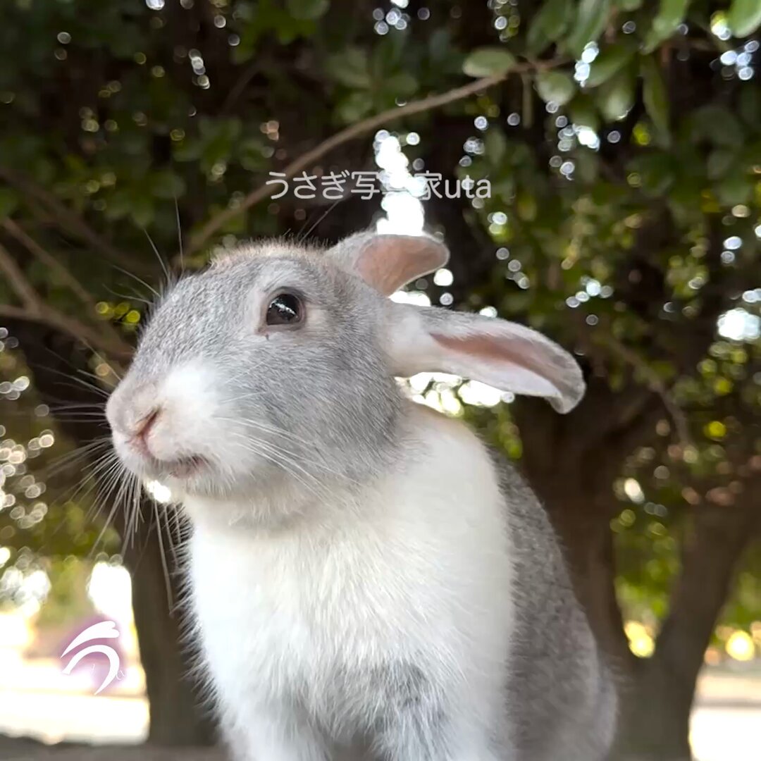 月野うさぎ on X: 