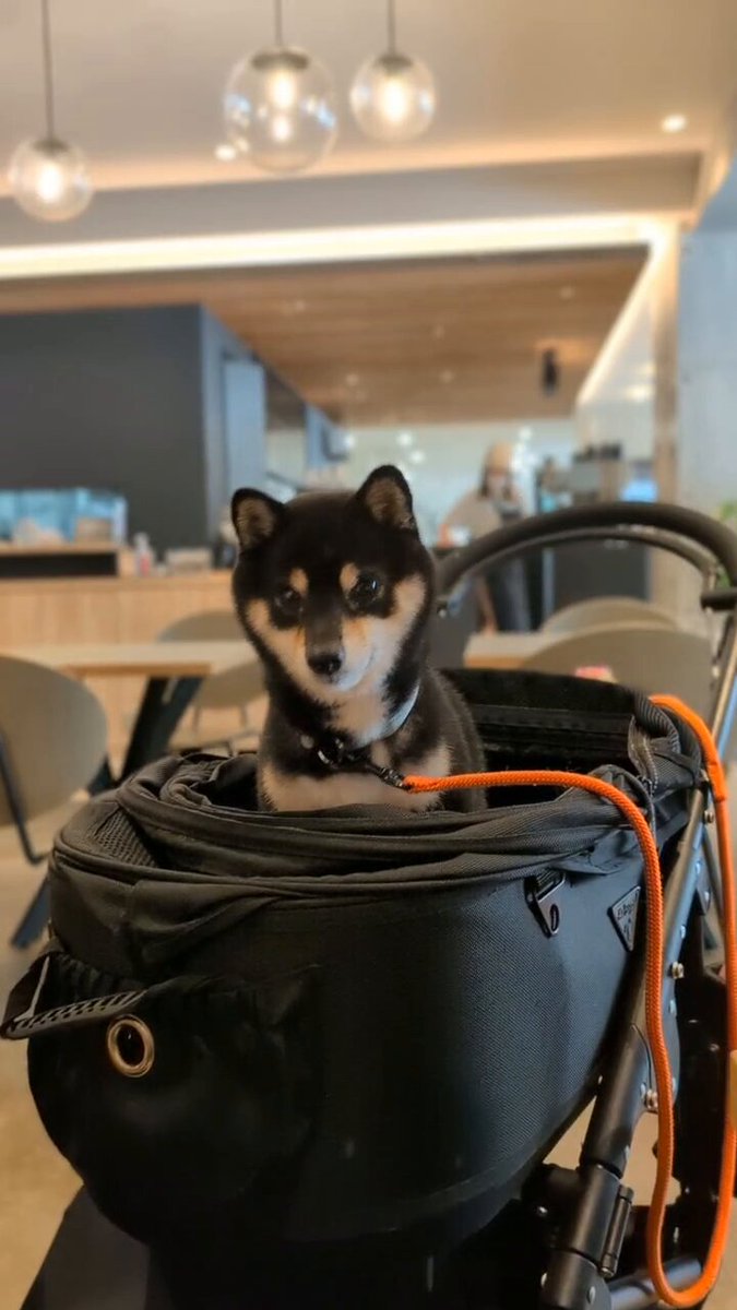 ねむねむ (@nemnem871) / Posts / X