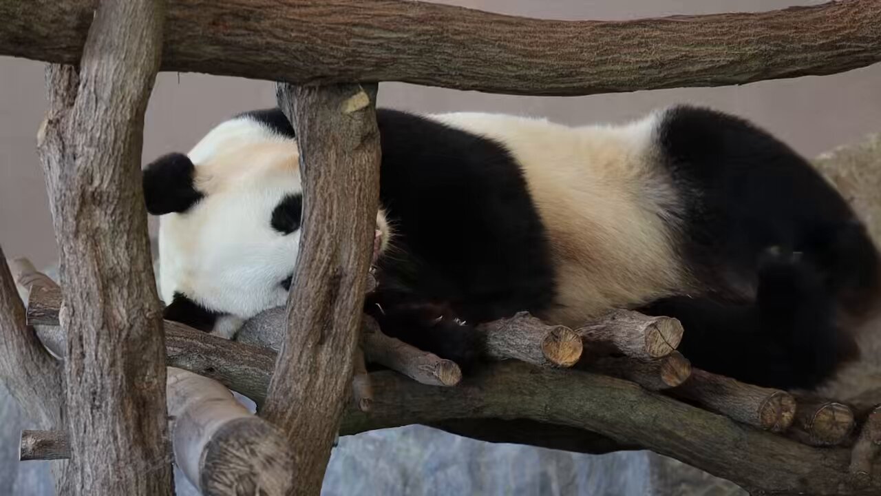 ぱんだらぶ アドベンチャーワールド パンダマグネット パンダラブツアー