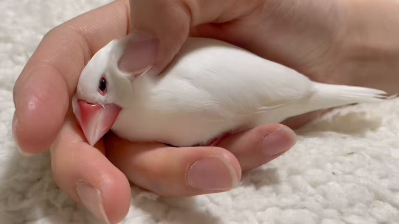 白鷗【小鳥＝羽虫無心】肉質画 シロヒトリのコーリング画質悪 | 生態・観察 | 日本蝶類研究会