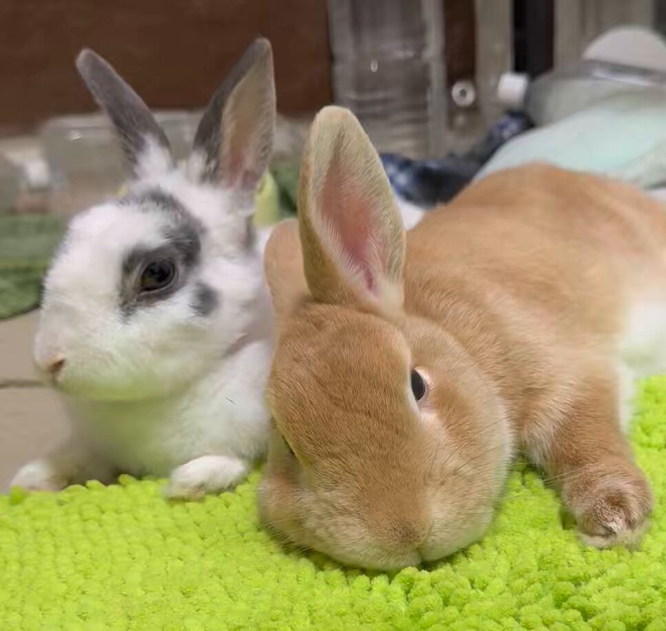 うさぎ130₍ᐢ.ˬ.ᐡ₎【プロフ確認】　 🐇うさぎのまめた🐇 on X: 