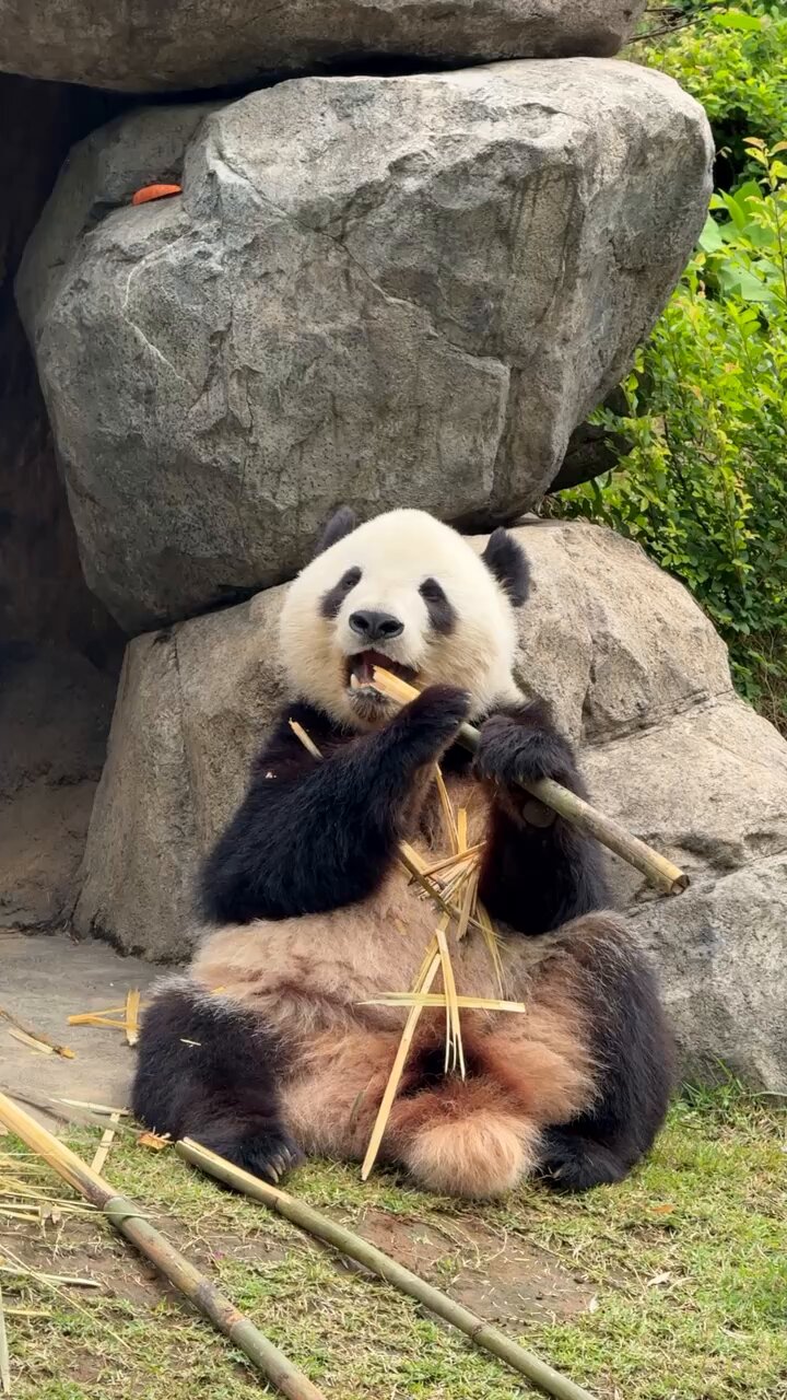 パンダのミャオミャオ どっかり。 #シャオシャオ #シャオレイ #上野動物園 #パンダ
