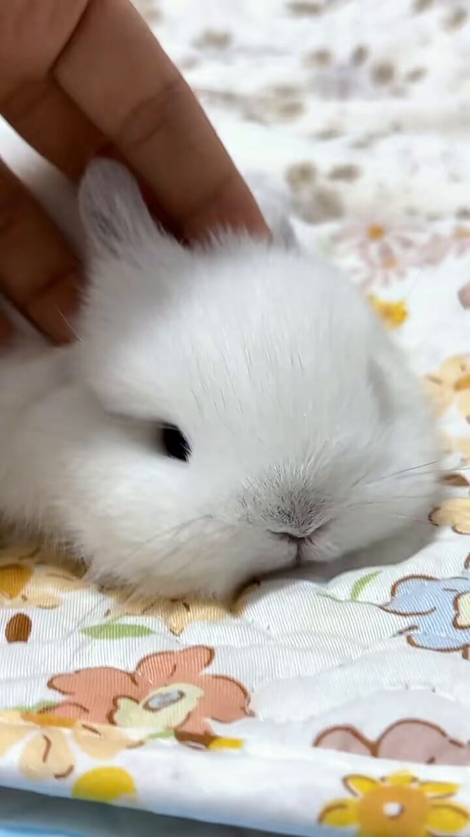 ななページです❁⃘ とっても良い夢見てたからそのまま目覚めたくなかった今日この頃